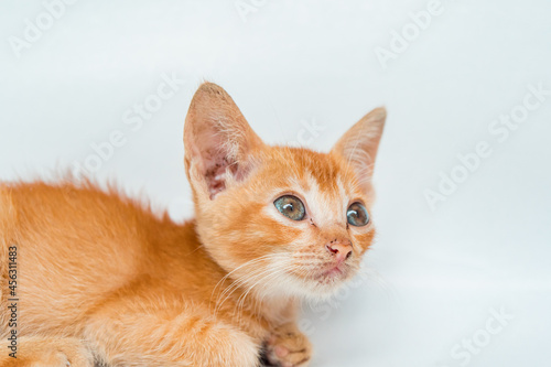 Close Up Face of an Adorable Orange Cat in White Backgroud