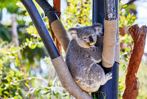 Canvas Print A Koala Bear in a tree