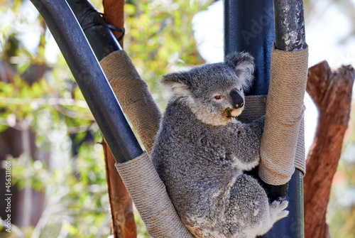 Photography A Koala Bear in a tree