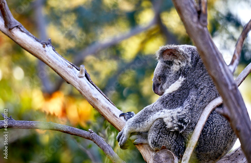 Photography A Koala Bear sleeping in a tree