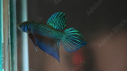 Wild betta fish betta smaragdina siamese fighting fish in tank aquarium black background