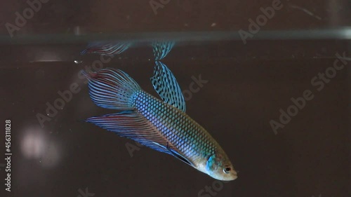 Wild betta fish betta smaragdina siamese fighting fish in tank aquarium black background