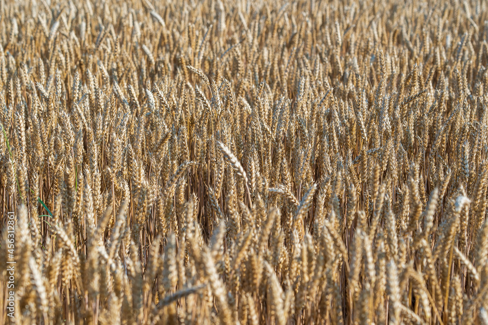 Fototapeta premium Golden wheat field on a sunny day in the morning, close up
