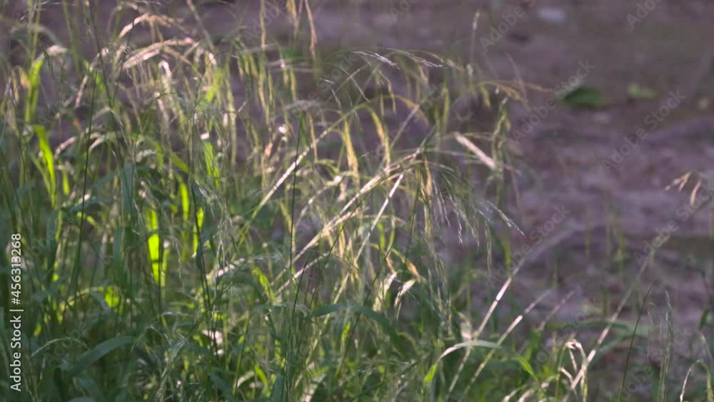 tall wild grass growing in a meadow swaying tall wild grass growing in a meadow swaying