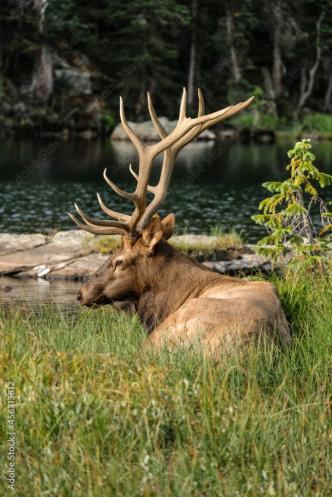 Elk enjoying the view Elk enjoying the view