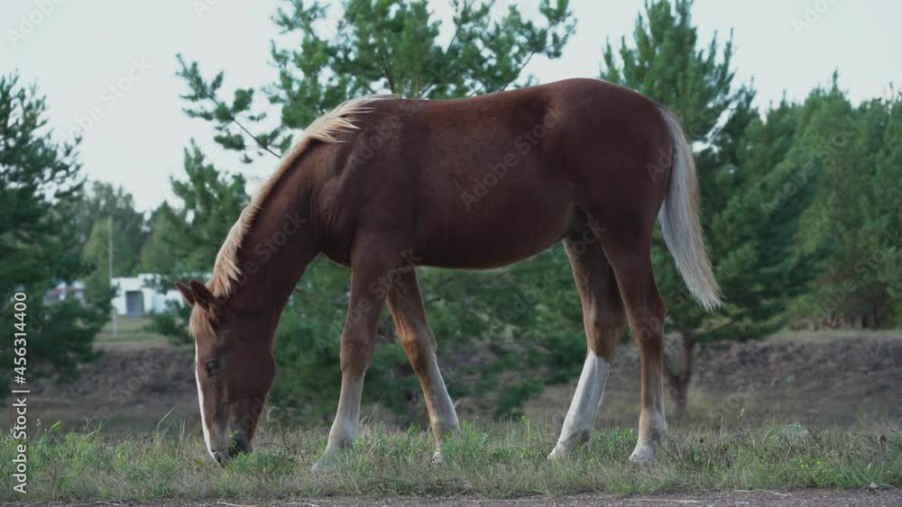 A brown foal eats grass on the side of the road A brown foal eats grass on the side of the road