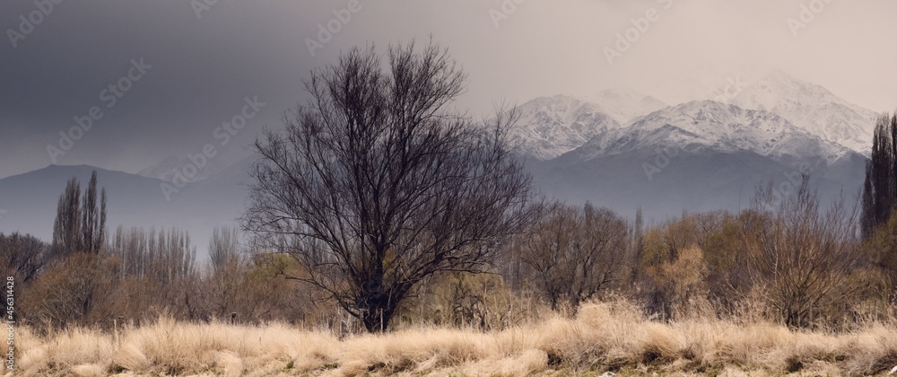 Lone tree against the snowy Andes Mountains in Tupungato, Mendoza, Argentina, in a a cold cloudy day.