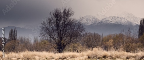 Lone tree against the snowy Andes Mountains in Tupungato  Mendoza  Argentina  in a a cold cloudy day.