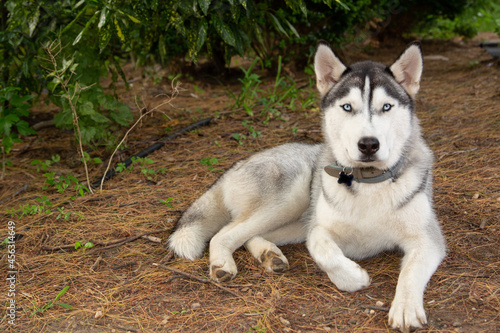 Siberian Husky