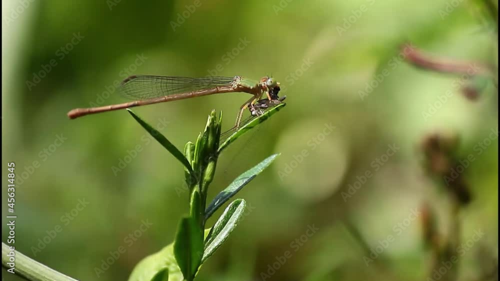 A dragonfly is eating prey on a green leaf. A dragonfly is eating prey on a green leaf.