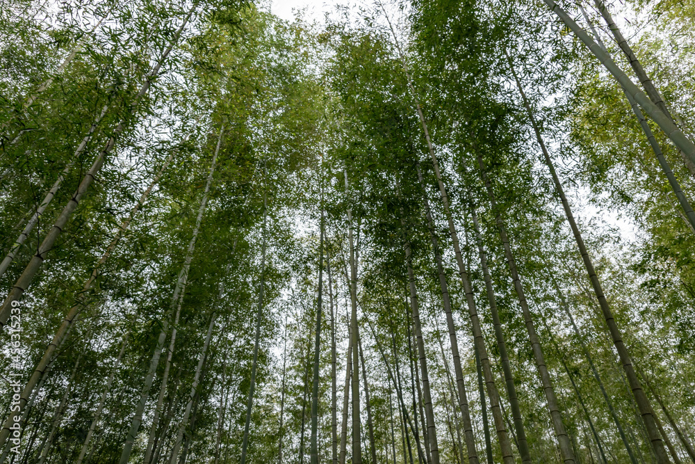 Straight bamboo in the bamboo forest Straight bamboo in the bamboo forest