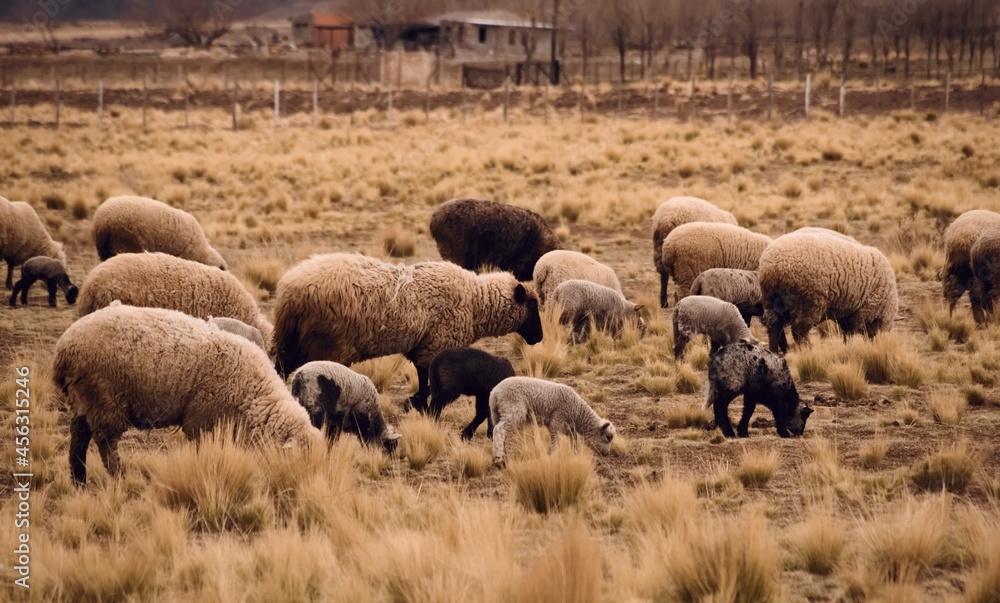 Sheep grazing in a dry grassland in Tupungato, Mendoza, Argentina. Sheep grazing in a dry grassland in Tupungato, Mendoza, Argentina.