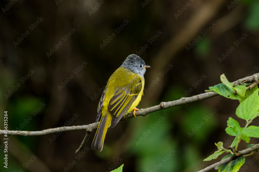 Various views of Canary Flycatcher 