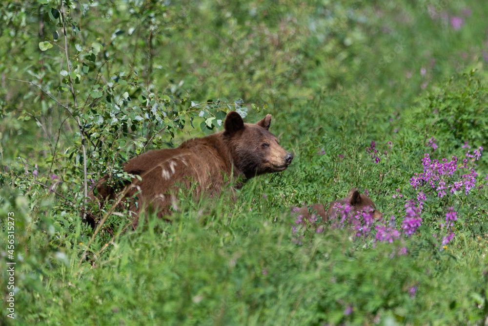 Bear family seen in summer time with cubs and female, mom, momma. Taken in Yukon Territory, northern Canada. Bear family seen in summer time with cubs and female, mom, momma. Taken in Yukon Territory, northern Canada.