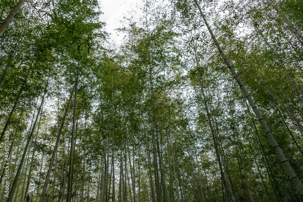 Straight bamboo in the bamboo forest Straight bamboo in the bamboo forest