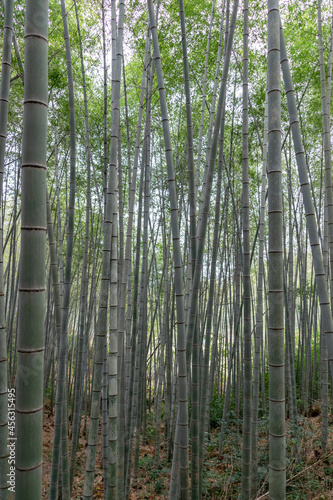 Straight bamboo in the bamboo forest