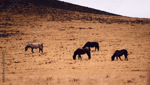 Horses grazing in a dry grassland in Valle de Uco  Mendoza  Argentina  in a dark cloudy day.