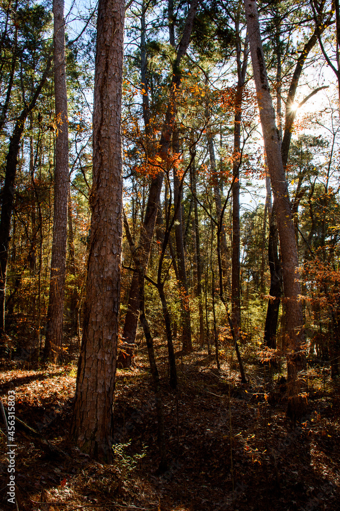 Fototapeta premium Fall Foliage-Caddo Lake State Park-5719