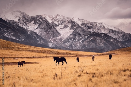 Horses galloping across a cold grassland by the snowy, craggy Andes mountains in Valle de Uco, Mendoza, Argentina.