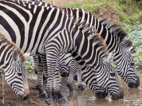 K  pfe von trinkenden Zebras in der Seitenansicht im Nairobi Nationalpark