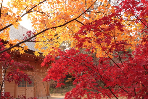 Wallpaper Mural もみじと建物 Torontodigital.ca