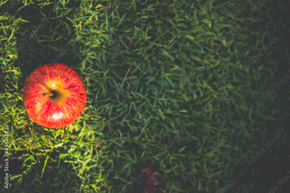 Red apples on the grass with a beautiful light of the sun Red apples on the grass with a beautiful light of the sun