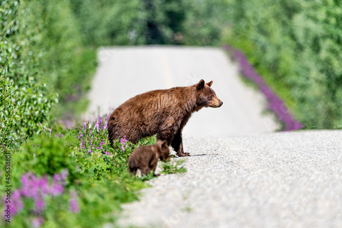 Momma bear with cub, baby seen in Yukon Territory during summer time with purple flowers and greenery surrounding road, highway. 