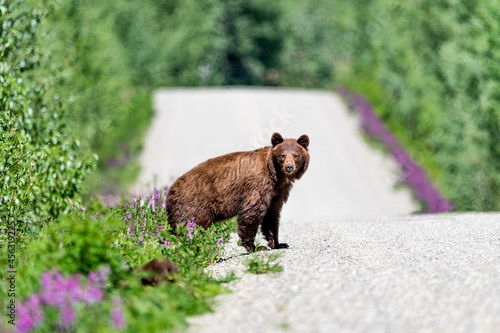 Brown mumma bear looking at camera along a isolated road in northern Canada during summer time.  photo