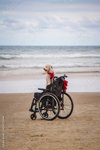 Cachorro na Cadeira de rodas