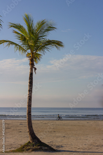 Coqueiro na praia de Bertioga 