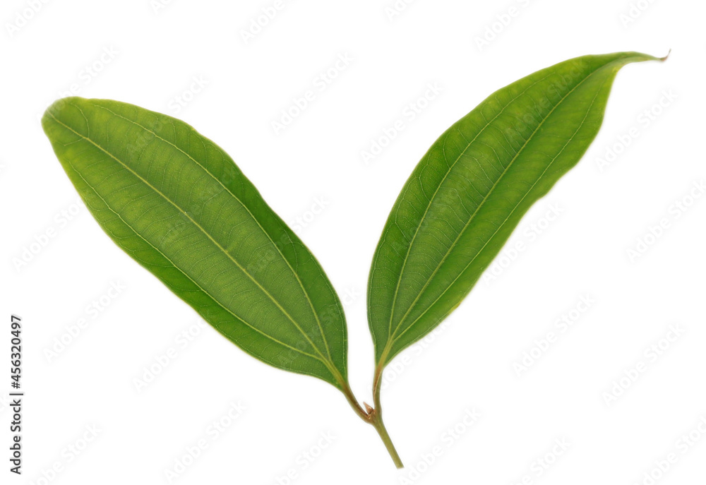 Green spicy bay leaves isolated on white background