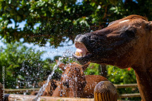 水浴びをする馬　シャワー　