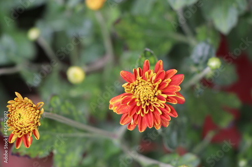 chrysanthemum flowers in blooming stage, budding red and yellow chrysanthemum flower