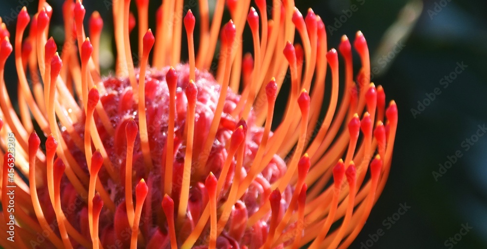 Εκτύπωση καμβά Close up of a common pincushion protea blossom
