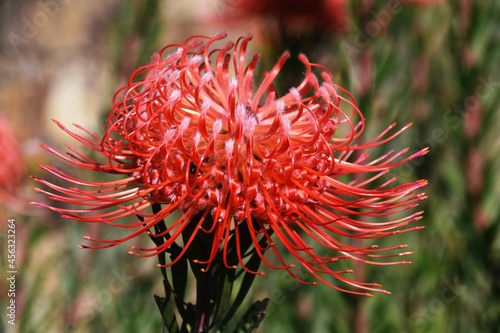 Close up of a common pincushion protea blossom photo