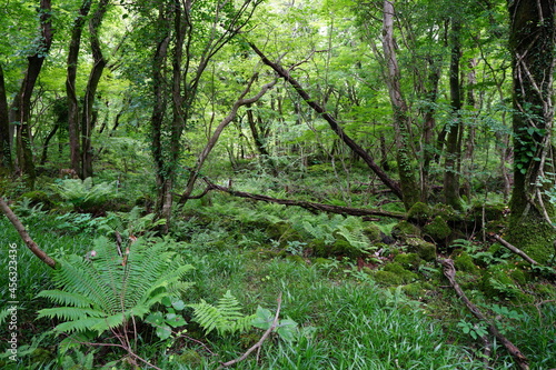 a flourishing dense forest in the sunlight