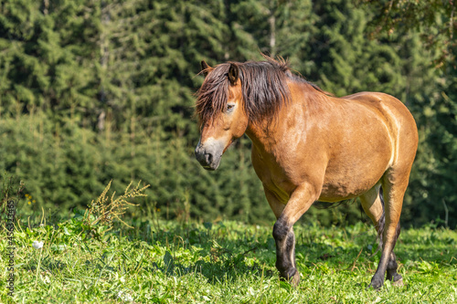 Portrait of a dartmoor pony on a meadow