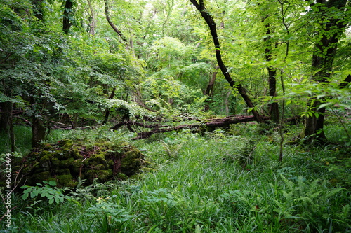 a flourishing dense forest in the sunlight