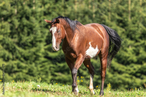 Canvas Print Portrait of a brown pinto horse on a meadow