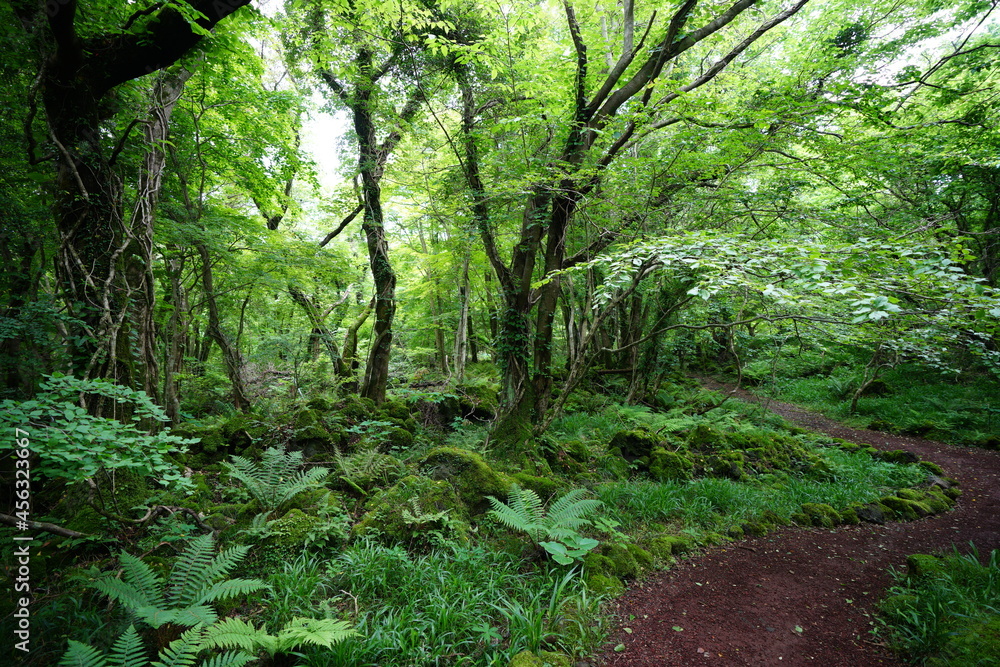 a refreshing spring forest with a path a refreshing spring forest with a path