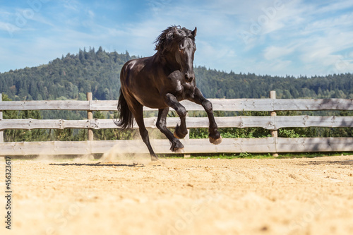 Portrait of a beautiful black fresian horse galloping across an outdoor riding arena photo