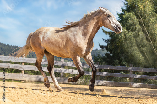 A buckskin arabian horse galloping on an outdoor riding arena