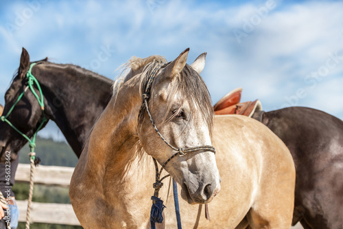 Fototapeta Naklejka Na Ścianę i Meble -  Natural horsemanship concept: Working with a horse on a longe rope