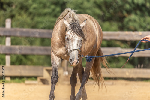 Obraz na plátně Natural horsemanship concept: Working with a horse on a longe rope