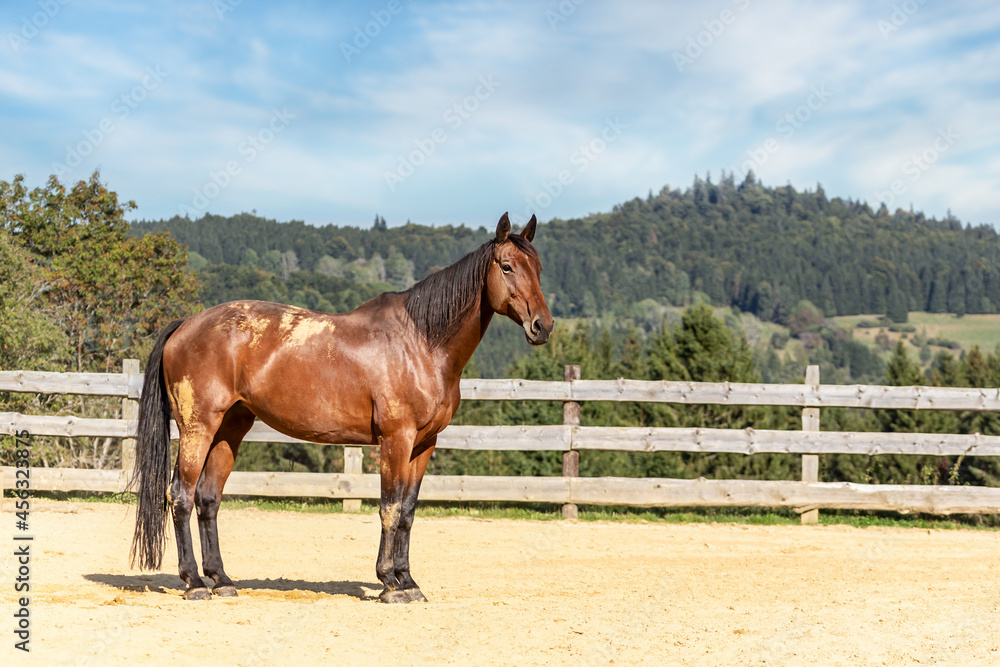 Portrait of a brown trotter horse on a riding arena with pretty forest and hills background Portrait of a brown trotter horse on a riding arena with pretty forest and hills background