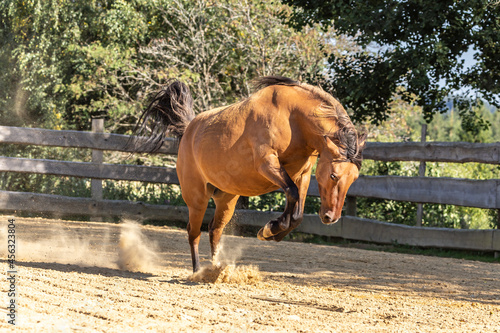 Konstfotografi A dun horse bucking coltish on a paddock