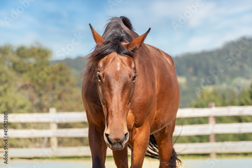 Portrait of a brown trotter horse on a riding arena with pretty forest and hills background
