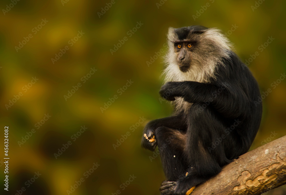 Obraz premium Lion Tailed Macaque