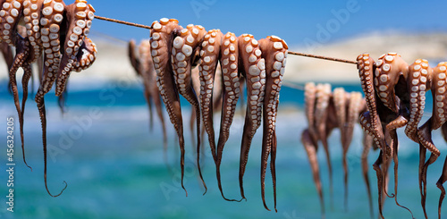 octopus drying out after fishing.