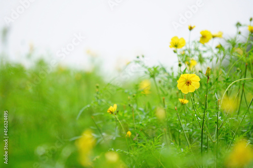 yellow cosmos flowers